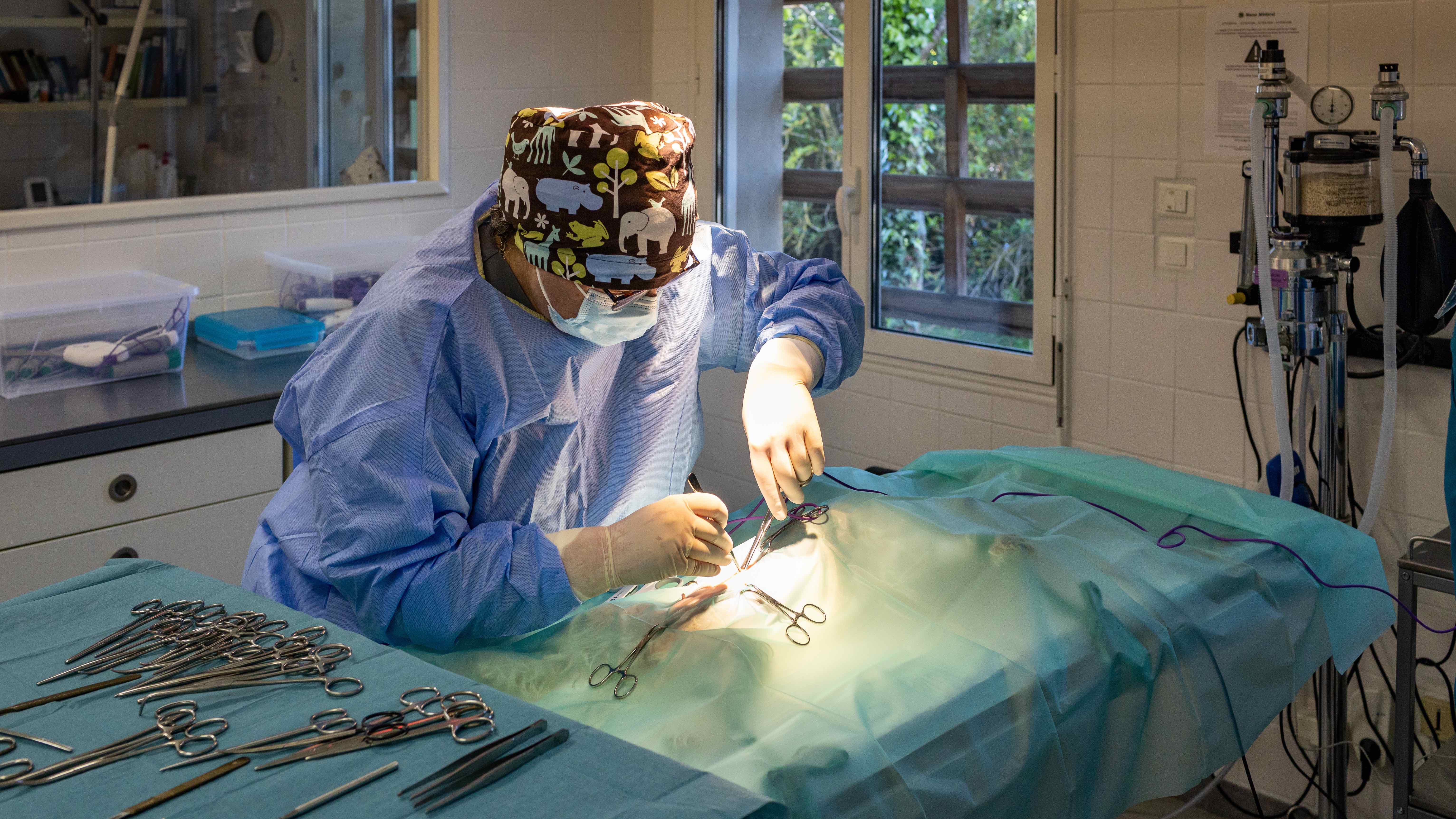 <i>VETinLANGON</i><i>Clinique Vétérinaire Indépendante</i>